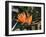 Hawaiian Flora: Bird of Paradise, Member of the Banana Family-Eliot Elisofon-Framed Photographic Print