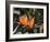 Hawaiian Flora: Bird of Paradise, Member of the Banana Family-Eliot Elisofon-Framed Photographic Print