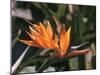 Hawaiian Flora: Bird of Paradise, Member of the Banana Family-Eliot Elisofon-Mounted Photographic Print
