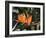 Hawaiian Flora: Bird of Paradise, Member of the Banana Family-Eliot Elisofon-Framed Photographic Print