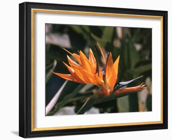 Hawaiian Flora: Bird of Paradise, Member of the Banana Family-Eliot Elisofon-Framed Photographic Print