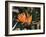 Hawaiian Flora: Bird of Paradise, Member of the Banana Family-Eliot Elisofon-Framed Photographic Print