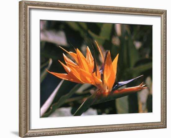 Hawaiian Flora: Bird of Paradise, Member of the Banana Family-Eliot Elisofon-Framed Photographic Print