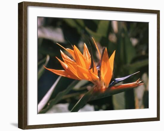 Hawaiian Flora: Bird of Paradise, Member of the Banana Family-Eliot Elisofon-Framed Photographic Print