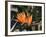 Hawaiian Flora: Bird of Paradise, Member of the Banana Family-Eliot Elisofon-Framed Photographic Print