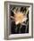 Hawaiian Flora: Night Blooming Cereus-Eliot Elisofon-Framed Photographic Print