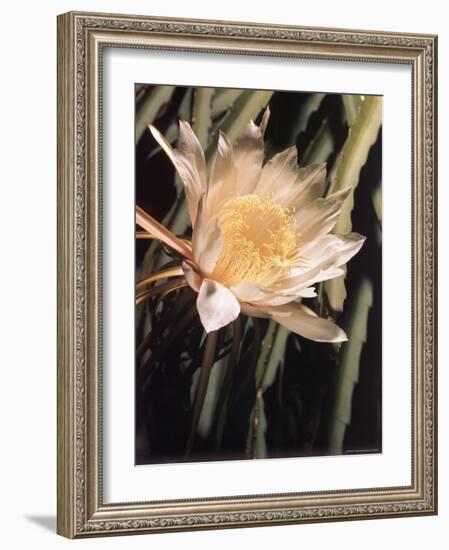 Hawaiian Flora: Night Blooming Cereus-Eliot Elisofon-Framed Photographic Print