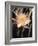 Hawaiian Flora: Night Blooming Cereus-Eliot Elisofon-Framed Photographic Print