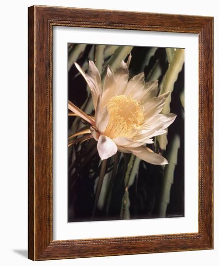 Hawaiian Flora: Night Blooming Cereus-Eliot Elisofon-Framed Photographic Print