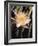 Hawaiian Flora: Night Blooming Cereus-Eliot Elisofon-Framed Photographic Print