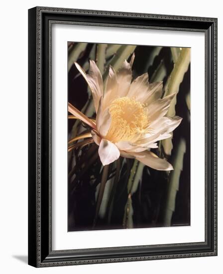 Hawaiian Flora: Night Blooming Cereus-Eliot Elisofon-Framed Photographic Print