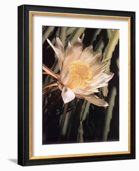 Hawaiian Flora: Night Blooming Cereus-Eliot Elisofon-Framed Photographic Print