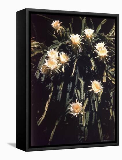 Hawaiian Flora: Night Blooming Cereus-Eliot Elisofon-Framed Premier Image Canvas