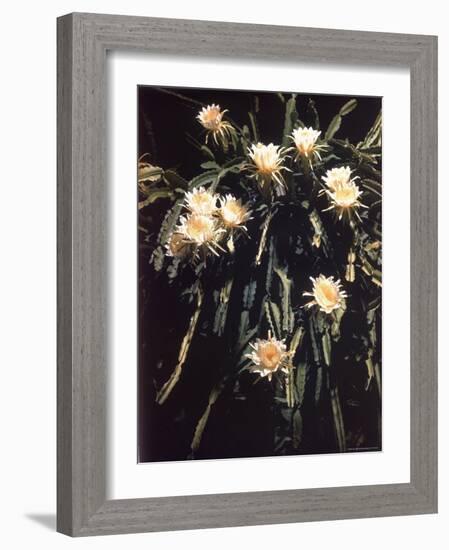 Hawaiian Flora: Night Blooming Cereus-Eliot Elisofon-Framed Photographic Print