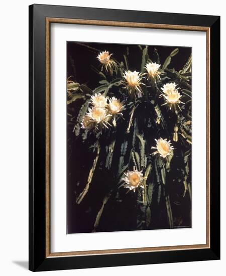 Hawaiian Flora: Night Blooming Cereus-Eliot Elisofon-Framed Photographic Print