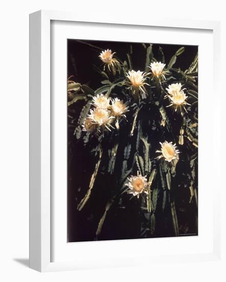 Hawaiian Flora: Night Blooming Cereus-Eliot Elisofon-Framed Photographic Print