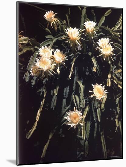 Hawaiian Flora: Night Blooming Cereus-Eliot Elisofon-Mounted Photographic Print
