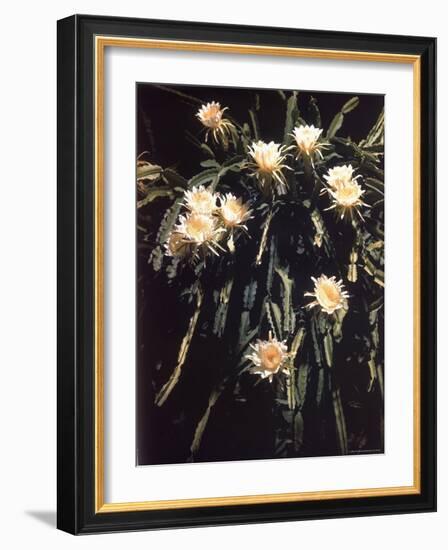 Hawaiian Flora: Night Blooming Cereus-Eliot Elisofon-Framed Photographic Print