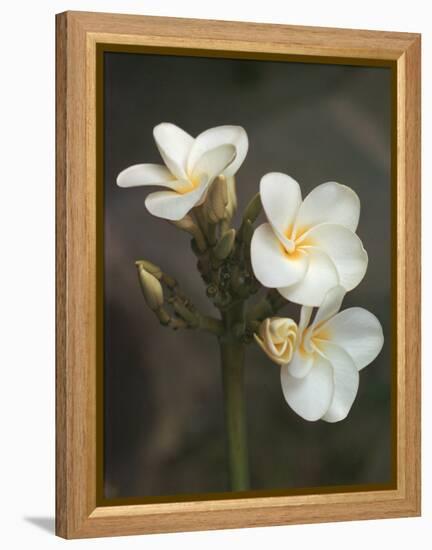 Hawaiian Flora: Plumeria Blossoms-Eliot Elisofon-Framed Premier Image Canvas