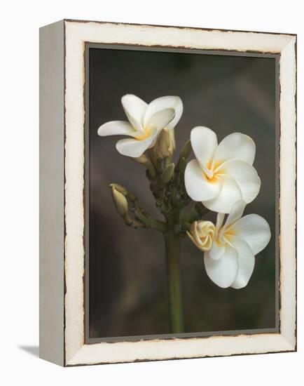 Hawaiian Flora: Plumeria Blossoms-Eliot Elisofon-Framed Premier Image Canvas