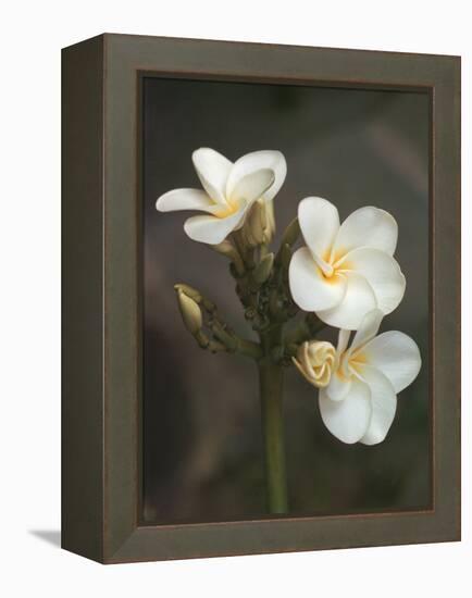 Hawaiian Flora: Plumeria Blossoms-Eliot Elisofon-Framed Premier Image Canvas