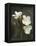 Hawaiian Flora: Plumeria Blossoms-Eliot Elisofon-Framed Premier Image Canvas