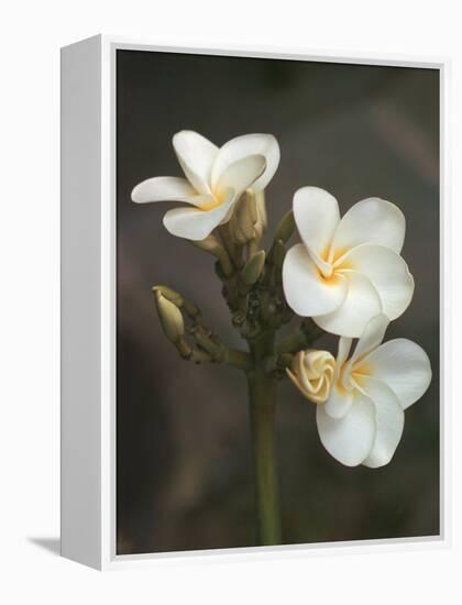 Hawaiian Flora: Plumeria Blossoms-Eliot Elisofon-Framed Premier Image Canvas