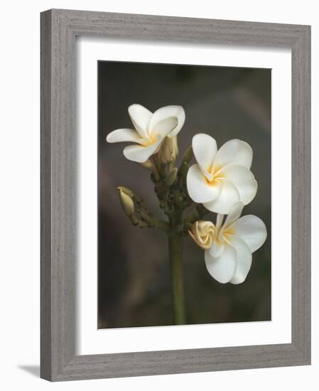 Hawaiian Flora: Plumeria Blossoms-Eliot Elisofon-Framed Photographic Print