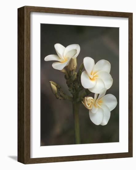 Hawaiian Flora: Plumeria Blossoms-Eliot Elisofon-Framed Photographic Print