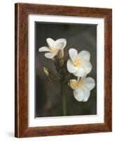 Hawaiian Flora: Plumeria Blossoms-Eliot Elisofon-Framed Photographic Print