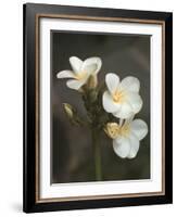 Hawaiian Flora: Plumeria Blossoms-Eliot Elisofon-Framed Photographic Print