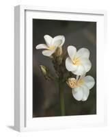 Hawaiian Flora: Plumeria Blossoms-Eliot Elisofon-Framed Photographic Print