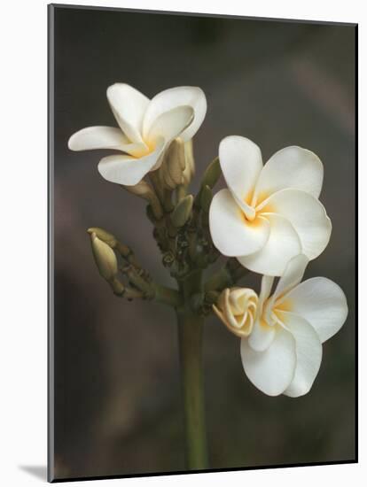 Hawaiian Flora: Plumeria Blossoms-Eliot Elisofon-Mounted Photographic Print