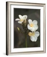 Hawaiian Flora: Plumeria Blossoms-Eliot Elisofon-Framed Photographic Print