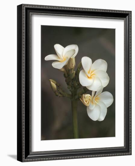 Hawaiian Flora: Plumeria Blossoms-Eliot Elisofon-Framed Photographic Print