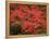 Hawaiian Flora: Royal Poinciana or Flamboyant Flower-Eliot Elisofon-Framed Premier Image Canvas