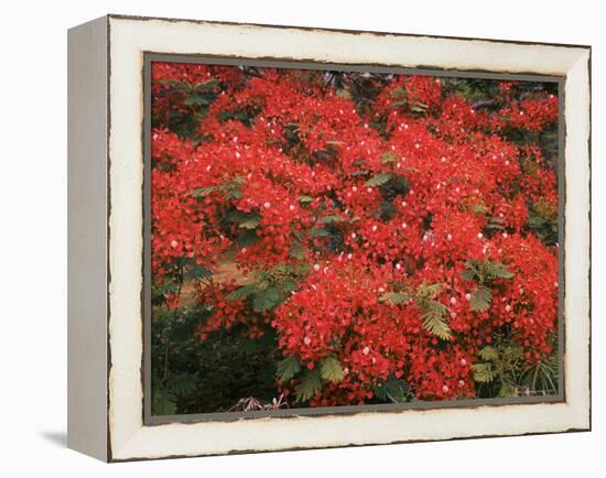 Hawaiian Flora: Royal Poinciana or Flamboyant Flower-Eliot Elisofon-Framed Premier Image Canvas