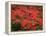 Hawaiian Flora: Royal Poinciana or Flamboyant Flower-Eliot Elisofon-Framed Premier Image Canvas