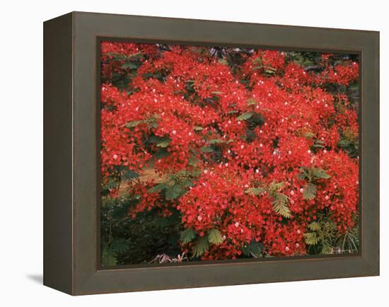 Hawaiian Flora: Royal Poinciana or Flamboyant Flower-Eliot Elisofon-Framed Premier Image Canvas