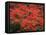 Hawaiian Flora: Royal Poinciana or Flamboyant Flower-Eliot Elisofon-Framed Premier Image Canvas