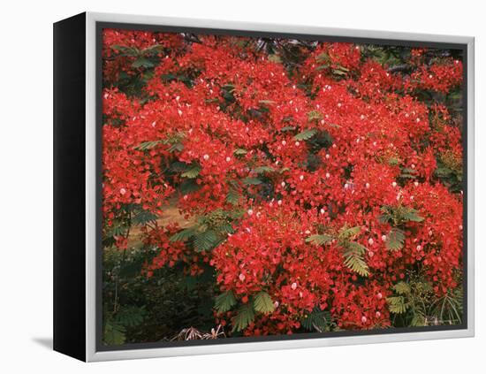 Hawaiian Flora: Royal Poinciana or Flamboyant Flower-Eliot Elisofon-Framed Premier Image Canvas