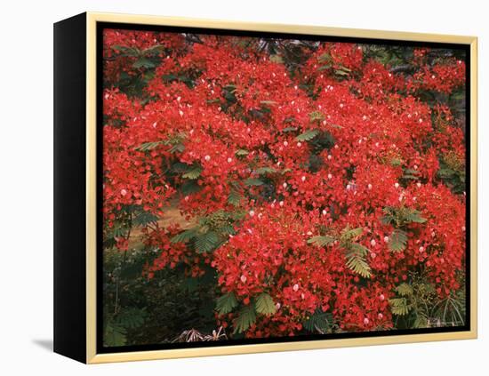 Hawaiian Flora: Royal Poinciana or Flamboyant Flower-Eliot Elisofon-Framed Premier Image Canvas