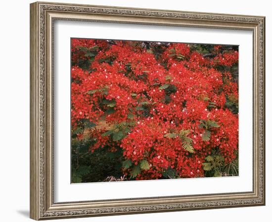 Hawaiian Flora: Royal Poinciana or Flamboyant Flower-Eliot Elisofon-Framed Photographic Print