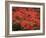 Hawaiian Flora: Royal Poinciana or Flamboyant Flower-Eliot Elisofon-Framed Photographic Print