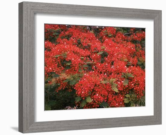 Hawaiian Flora: Royal Poinciana or Flamboyant Flower-Eliot Elisofon-Framed Photographic Print