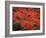 Hawaiian Flora: Royal Poinciana or Flamboyant Flower-Eliot Elisofon-Framed Photographic Print