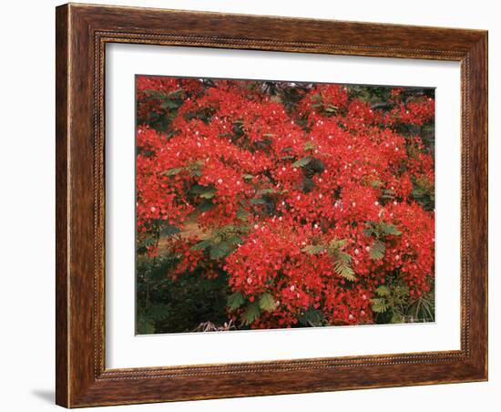 Hawaiian Flora: Royal Poinciana or Flamboyant Flower-Eliot Elisofon-Framed Photographic Print