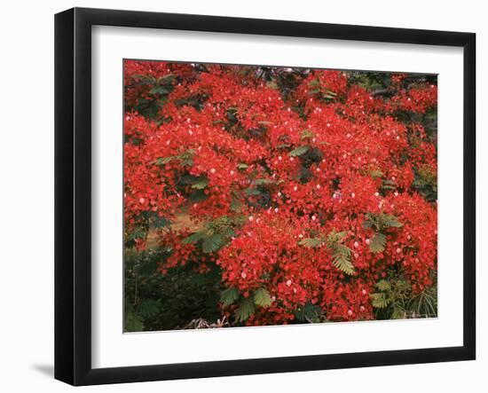 Hawaiian Flora: Royal Poinciana or Flamboyant Flower-Eliot Elisofon-Framed Photographic Print