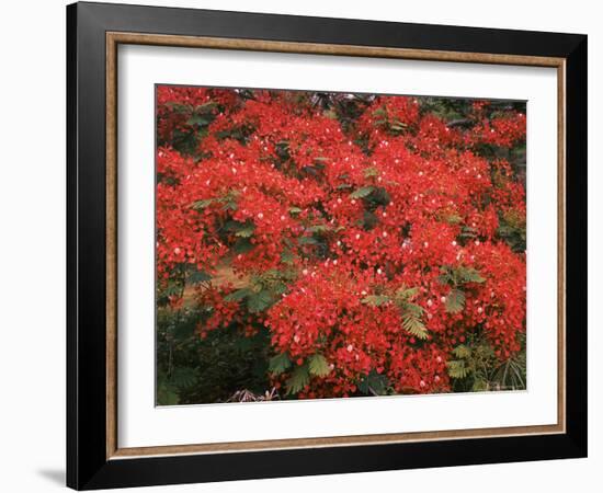 Hawaiian Flora: Royal Poinciana or Flamboyant Flower-Eliot Elisofon-Framed Photographic Print