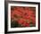 Hawaiian Flora: Royal Poinciana or Flamboyant Flower-Eliot Elisofon-Framed Photographic Print